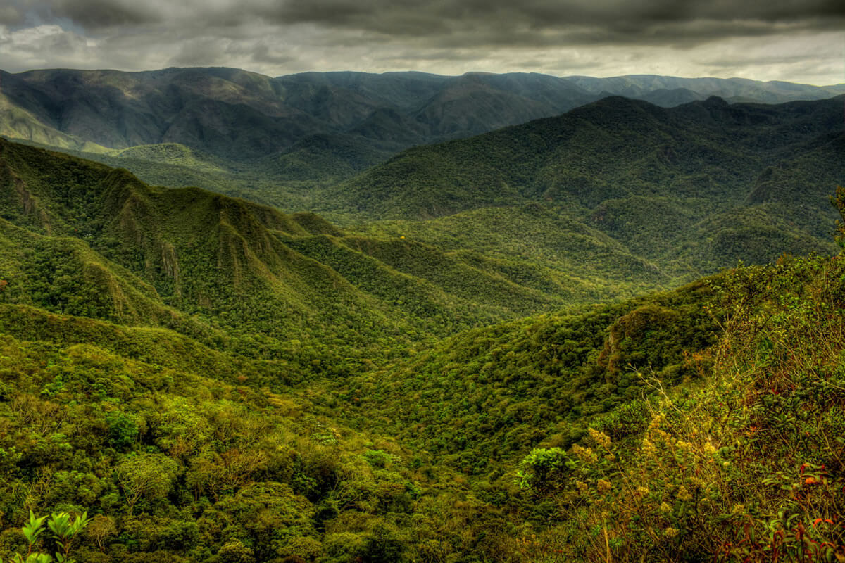 Biodiversity Hotspot: The Atlantic Forest Southeast Reserves of Brazil